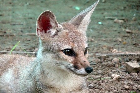 Indian fox mammal animal