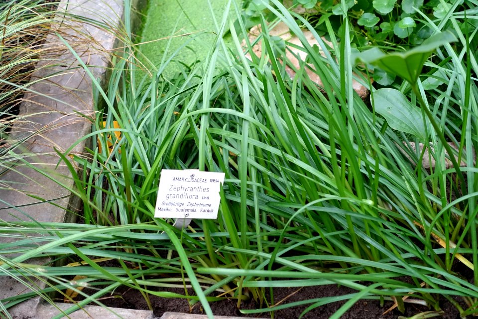 Zephyranthes minuta (Zephyranthes grandiflora) - Botanischer Garten - Heidelberg, Germany - DSC01256