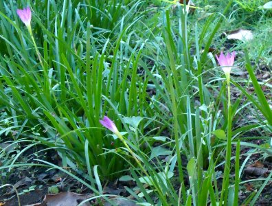 Zephyranthes rosea - Mindanao, Philippines