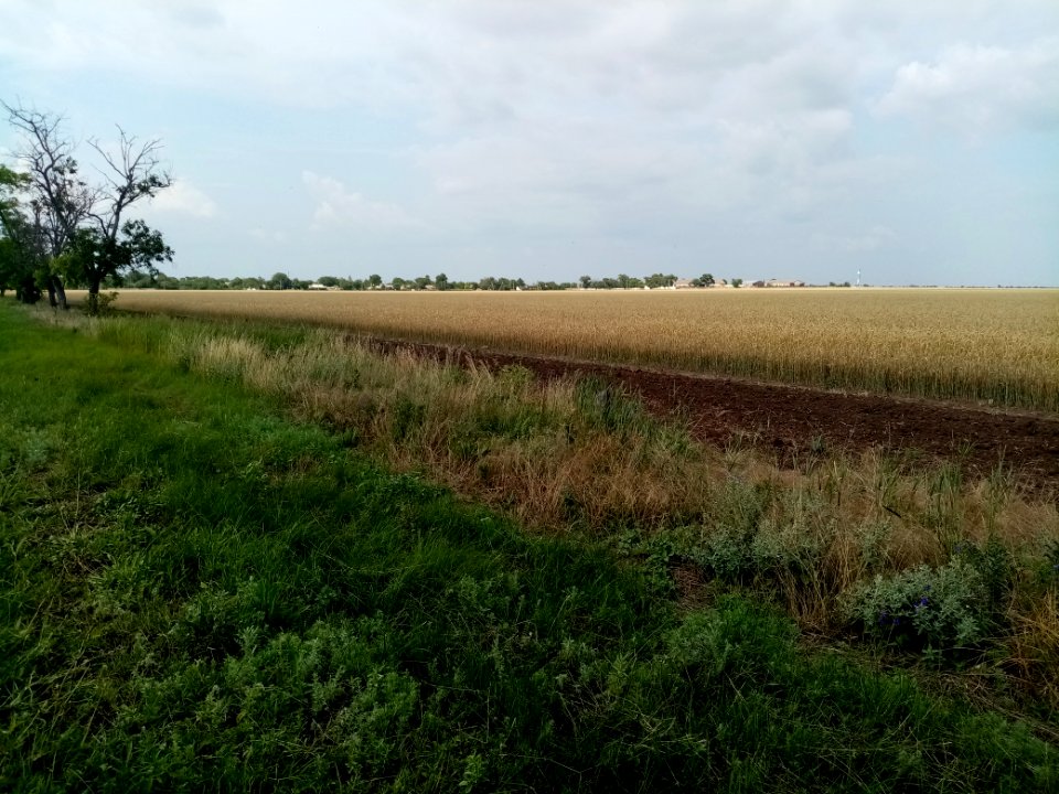 ZernovoeKrgv 3