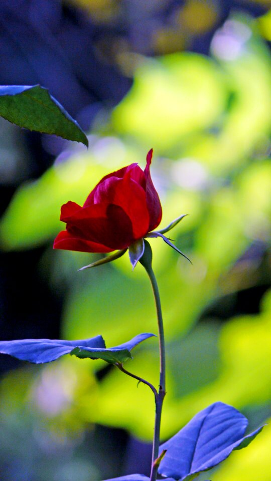 Rose blooms nature blossom
