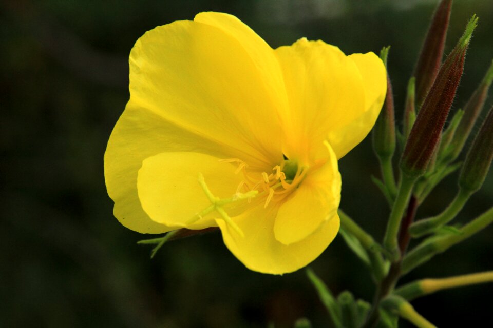 Oenothera biennis blossom bloom