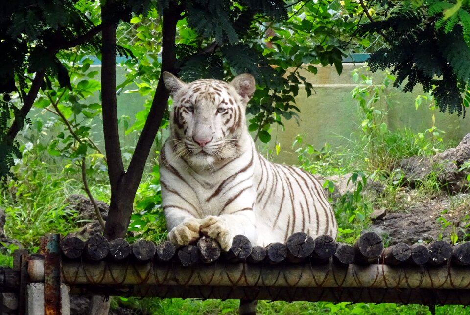 Animal wildlife wild