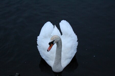 Heart bird wildlife