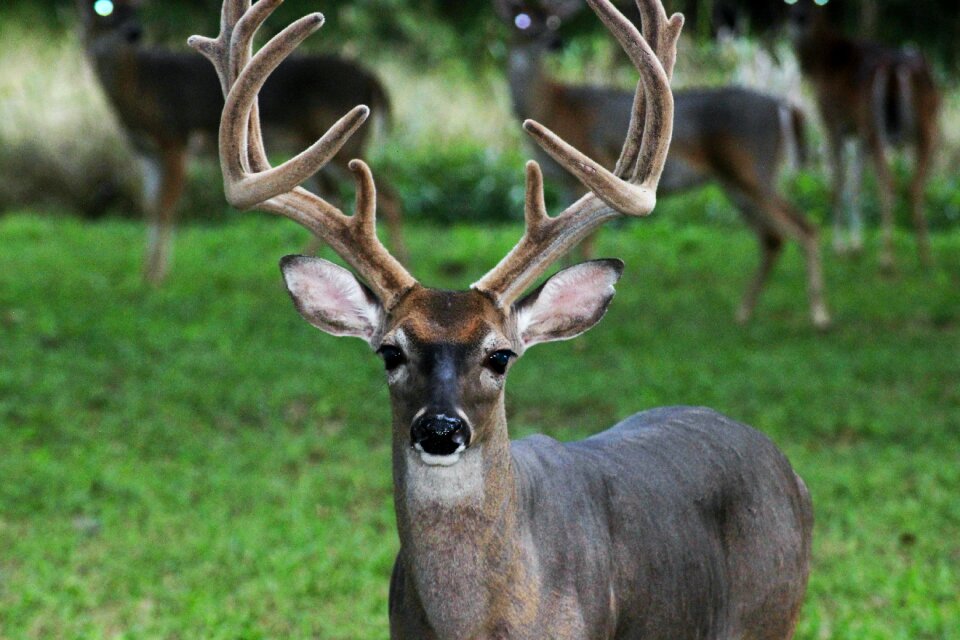 Nature wildlife male