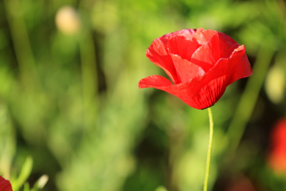 Flora summer poppy