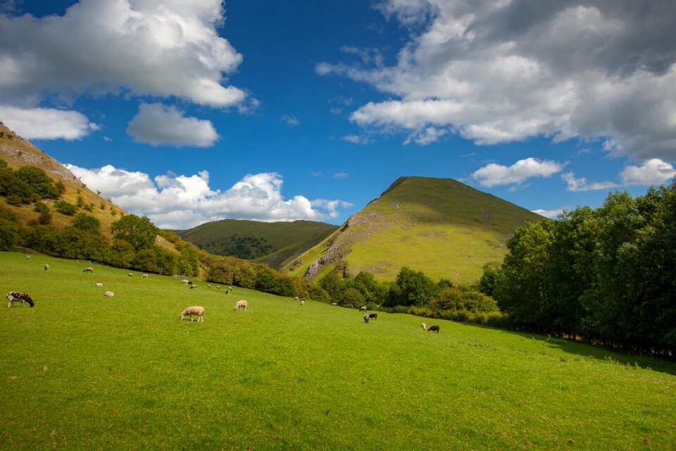 Panoramic landscape grass