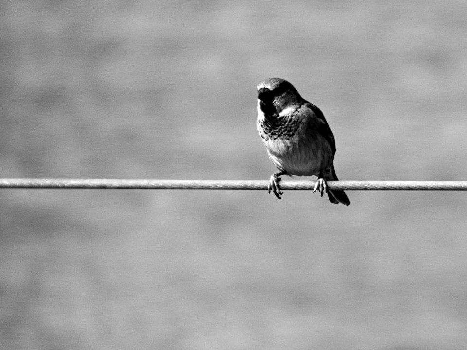 Zarate En Blanco Y Negro (228397065)