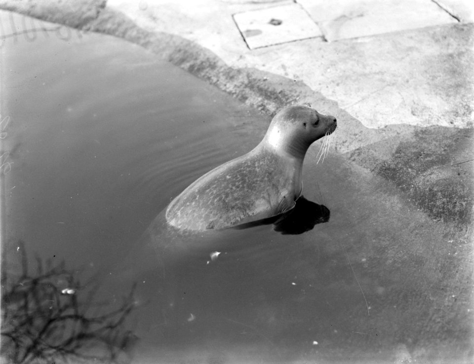 Zeehond, Bestanddeelnr 252-1496