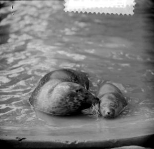 Zeehondenstand in Artis toegenomen, Bestanddeelnr 916-7777