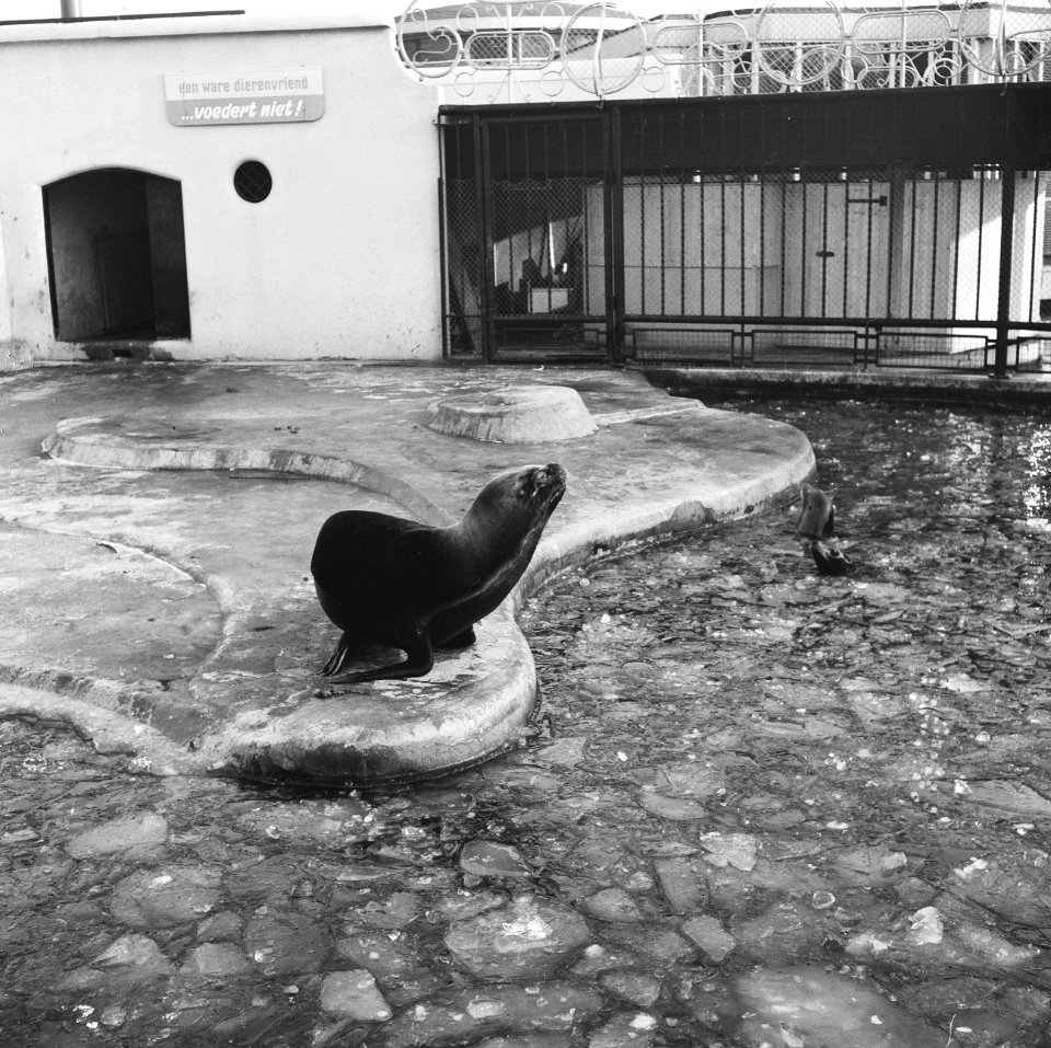 Zeehonden in bassin in Diergaarde Blijdorp, Bestanddeelnr 918-6730