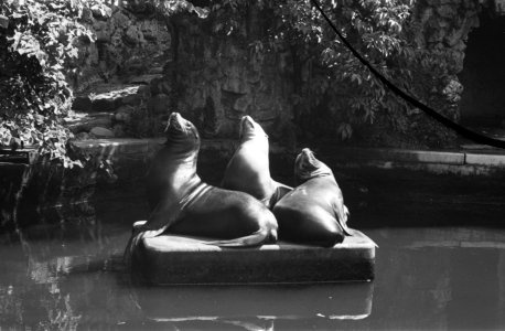 Zeeleeuwen aan het zonnen in Artis, Bestanddeelnr 912-8227