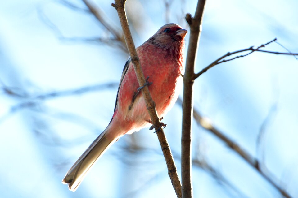 Bird animal veneer system the