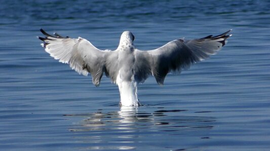 Bird water bird plumage photo