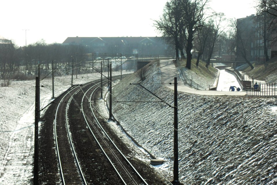 Zaroślak w Gdańsku - zima