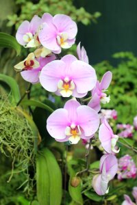 Floral elegant tropic