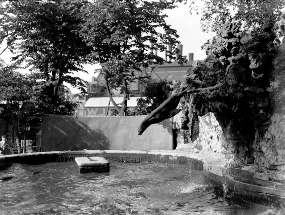 Zeeleeuwen in Artis, Bestanddeelnr 189-0457