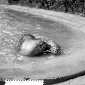 Zeehondenstand in Artis toegenomen, Bestanddeelnr 916-7778 photo