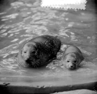 Zeehondenstand in Artis toegenomen, Bestanddeelnr 916-7775