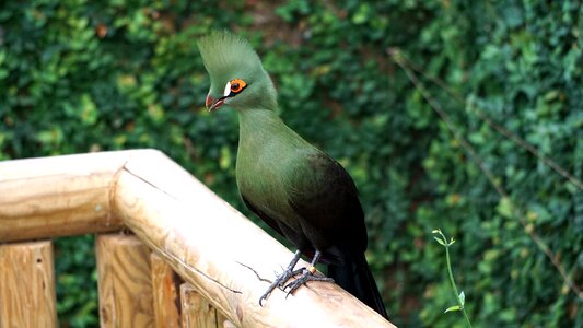 Green turacos turaco bird