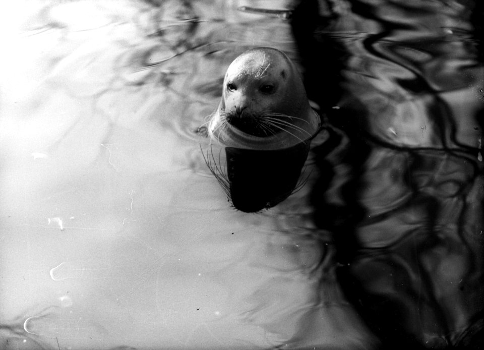 Zeeleeuw in Artis, Bestanddeelnr 189-0126