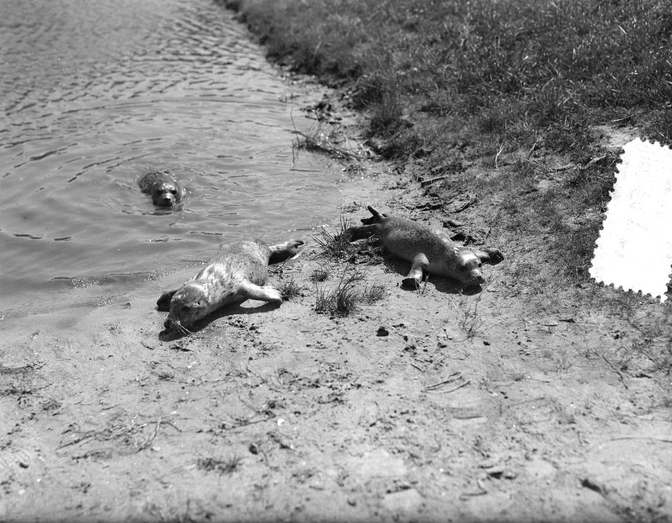 Zeehonden exploitant met eigen gevangen dieren Harderwijk, Bestanddeelnr 907-2405