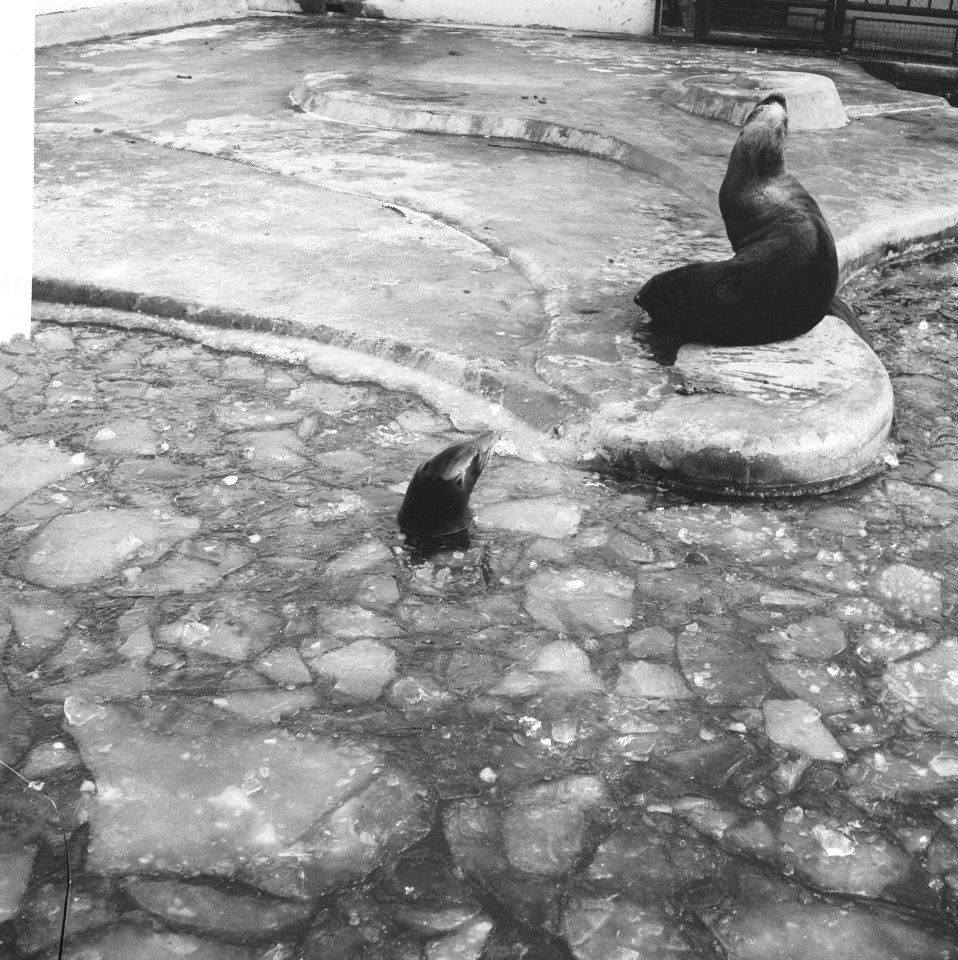 Zeehonden in bassin in Diergaarde Blijdorp, Bestanddeelnr 918-6729