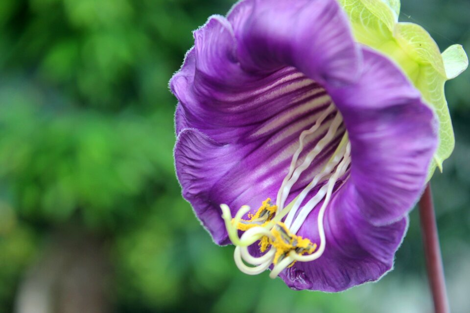 Nature purple flowers blossom
