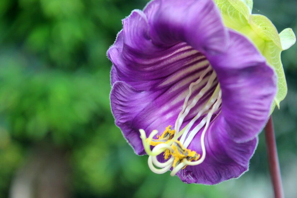 Nature purple flowers blossom photo