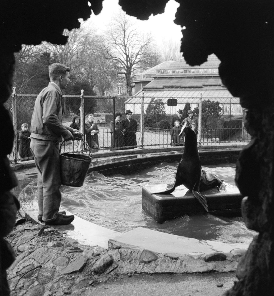 Zeeleeuwen in Artis voederen, Bestanddeelnr 904-4919
