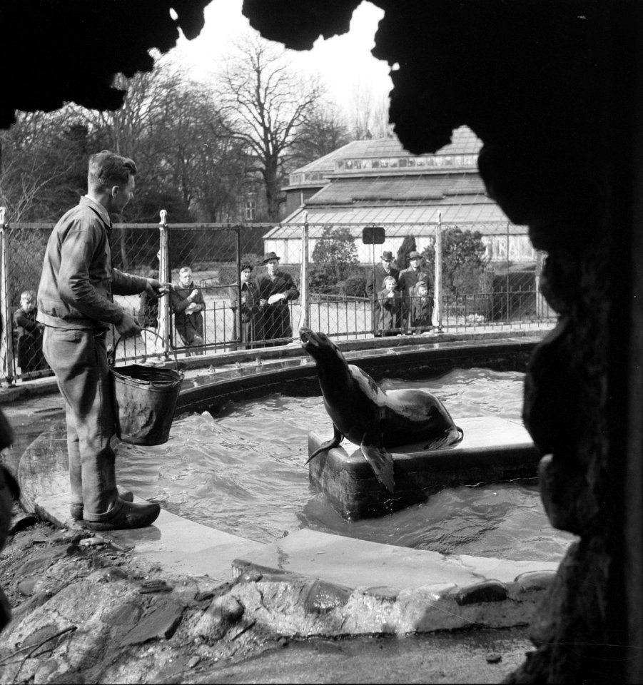 Zeeleeuwen in Artis voederen, Bestanddeelnr 904-4920