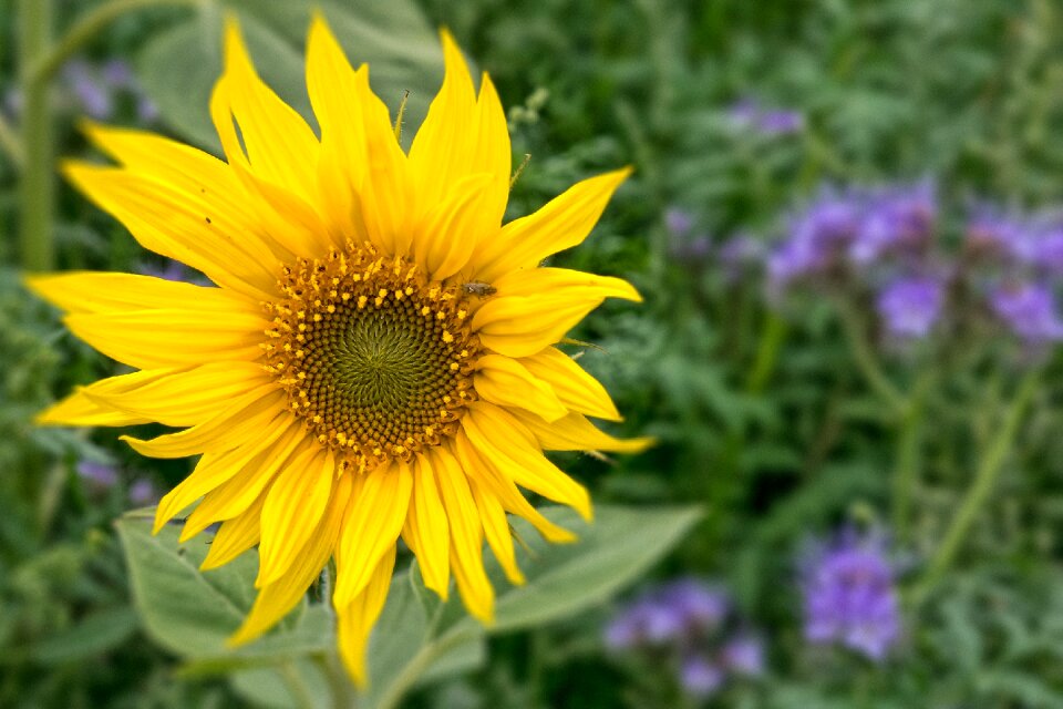 Yellow flower plant