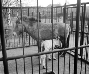 Zeldzame geboorte in Blijdorp Rotterdam Przewalskipaard, Bestanddeelnr 908-1919