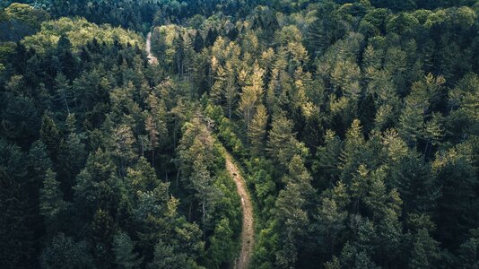 Nature forest road photo