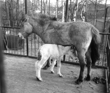 Zeldzame geboorte in Blijdorp Rotterdam Przewalskipaard, Bestanddeelnr 908-1918