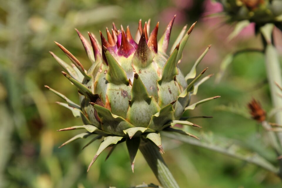 Blossom bloom inflorescence