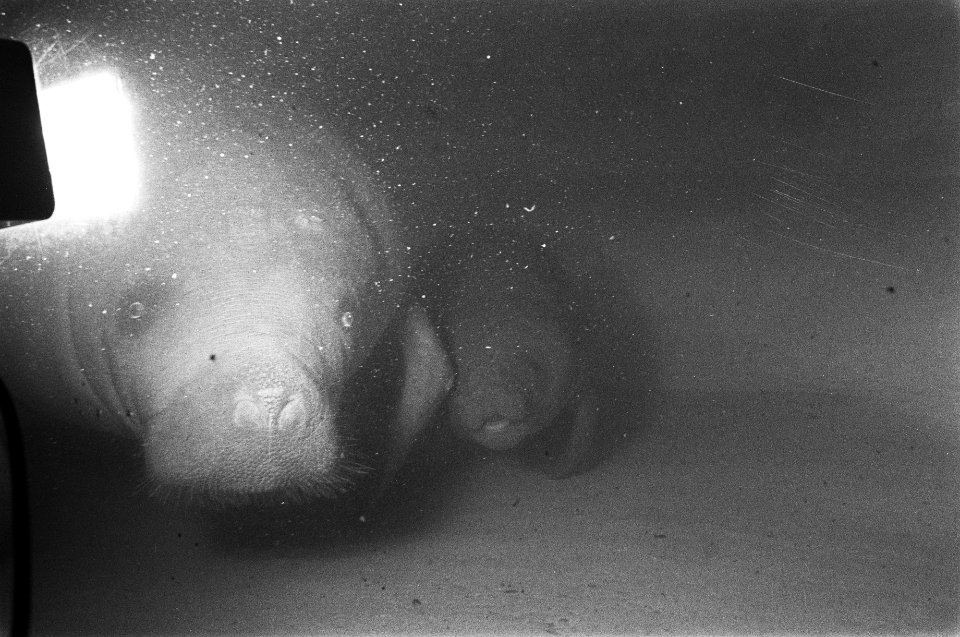 Zeekoe in Artis geboren, Bestanddeelnr 929-2993