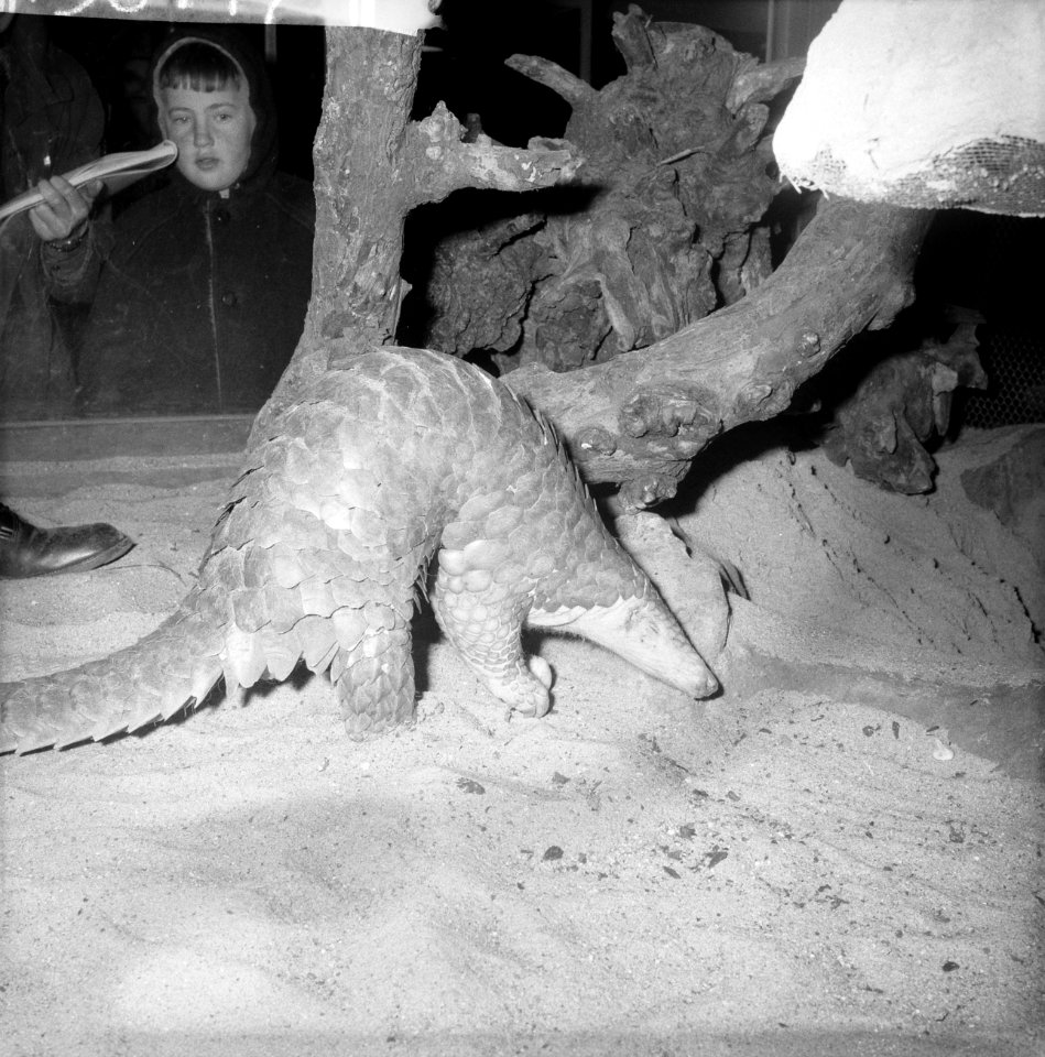 Zeldzaam exemplaar Pangolin (schubdier) in Artis, Bestanddeelnr 913-6147