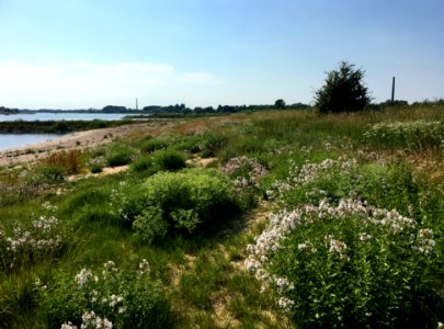 Zeepkruid langs de Waal