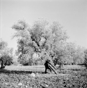 Zeer oude olijfboom in een boomgaard, Bestanddeelnr 255-4285