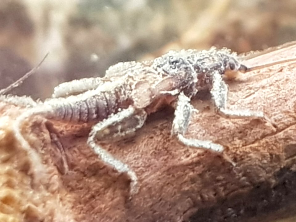 Zelandoperla stonefly nymph