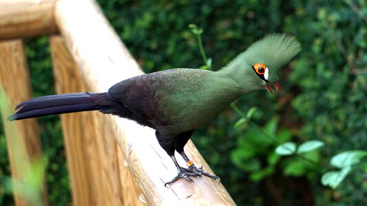 Green turacos turaco bird