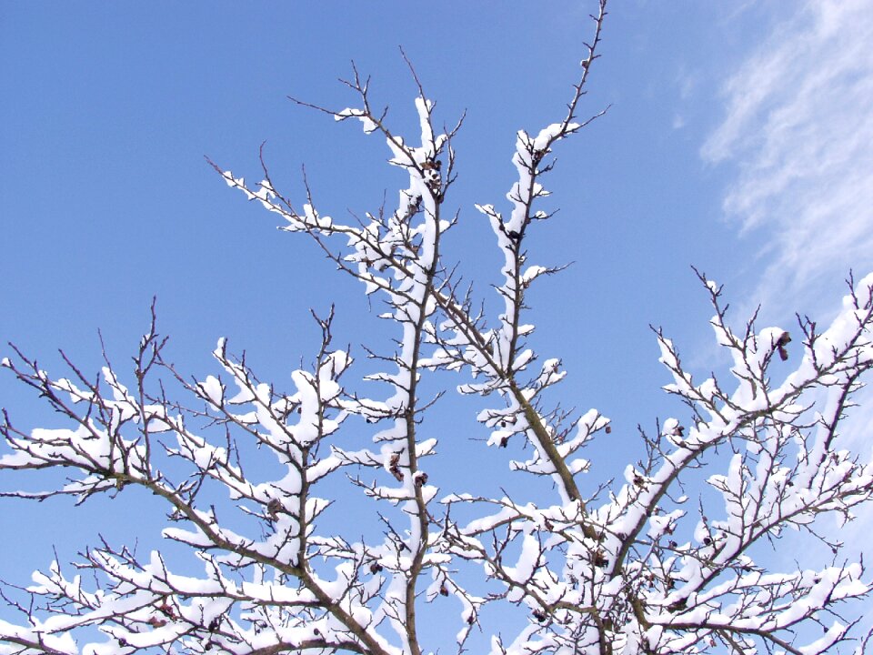 Winter magic cold frost