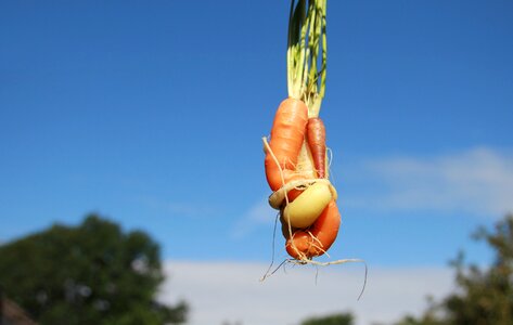 Family love carrot