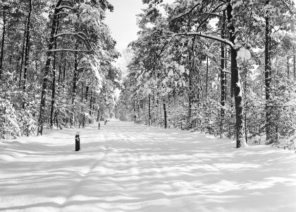 Woeste gronden, natuurschoon, winter, sneeuw, bossen, bomen, Bestanddeelnr 162-1207