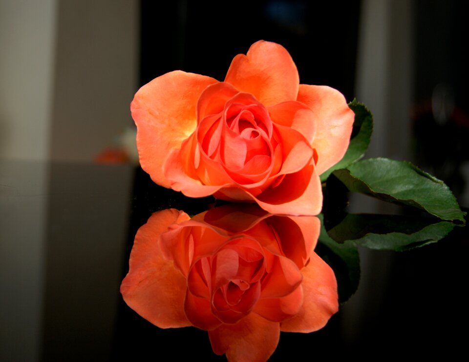 Nature plant blooming