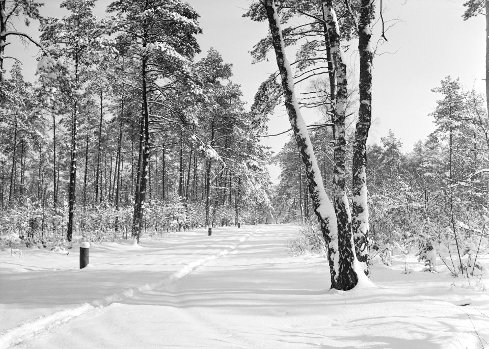 Woeste gronden, natuurschoon, winter, sneeuw, bossen, bomen, Bestanddeelnr 162-1208