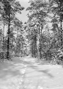 Woeste gronden, natuurschoon, winter, sneeuw, bossen, bomen, Bestanddeelnr 162-1206