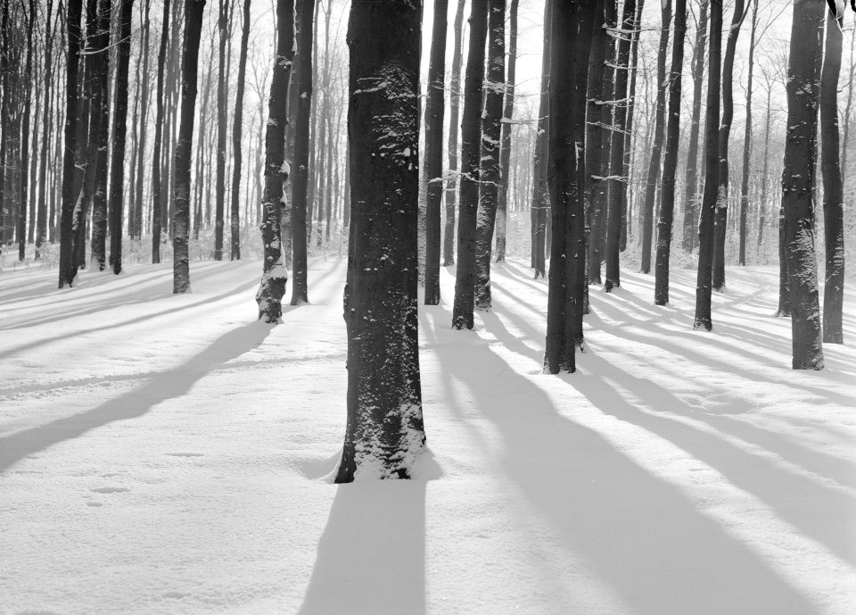 Woeste gronden, natuurschoon, winter, sneeuw, bossen, bomen, Bestanddeelnr 162-1204