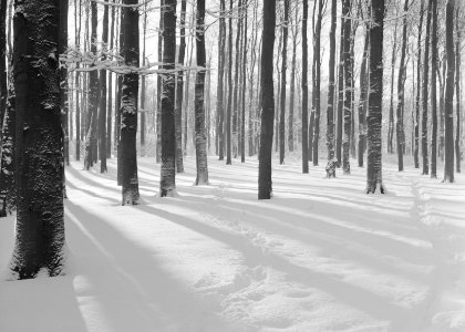 Woeste gronden, natuurschoon, winter, sneeuw, bossen, bomen, Bestanddeelnr 162-1205